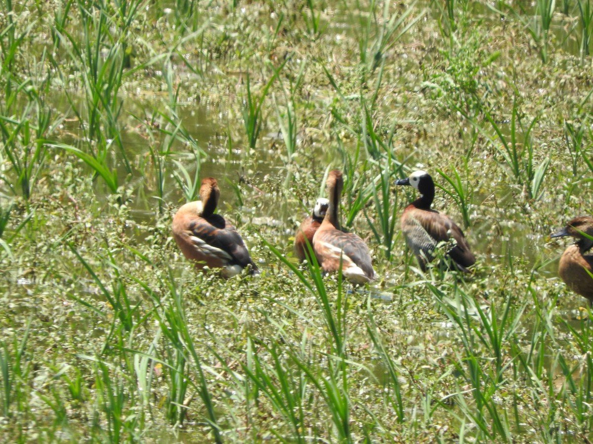 Dendrocigna fulva - ML646735390