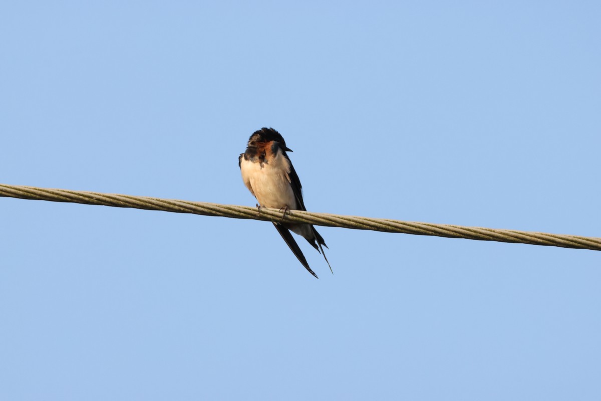 ツバメ - ML646735392