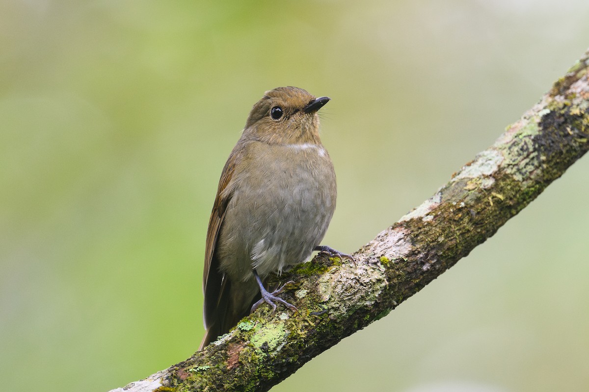 コチャバラオオルリ - ML646735397