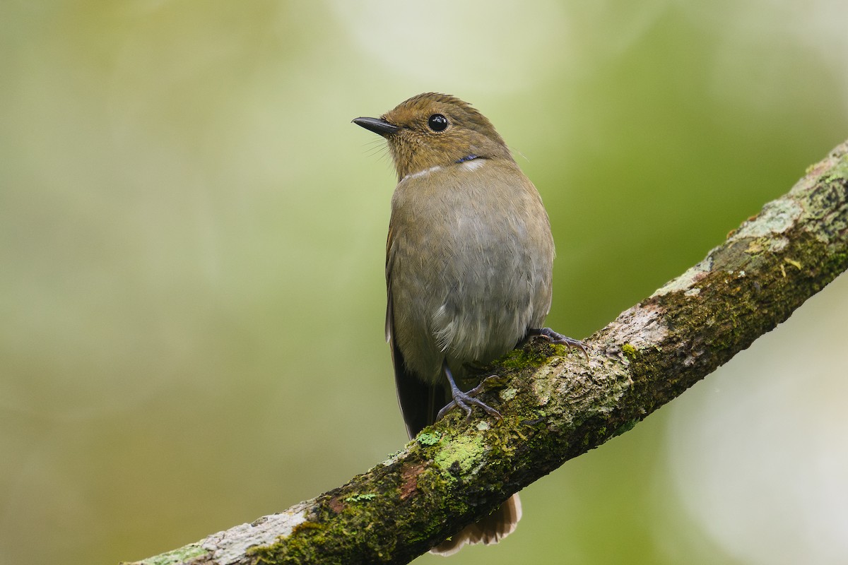 コチャバラオオルリ - ML646735398