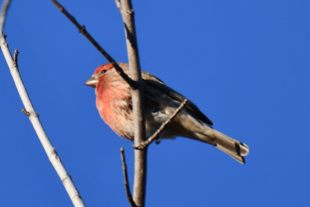 メキシコマシコ - ML646735399