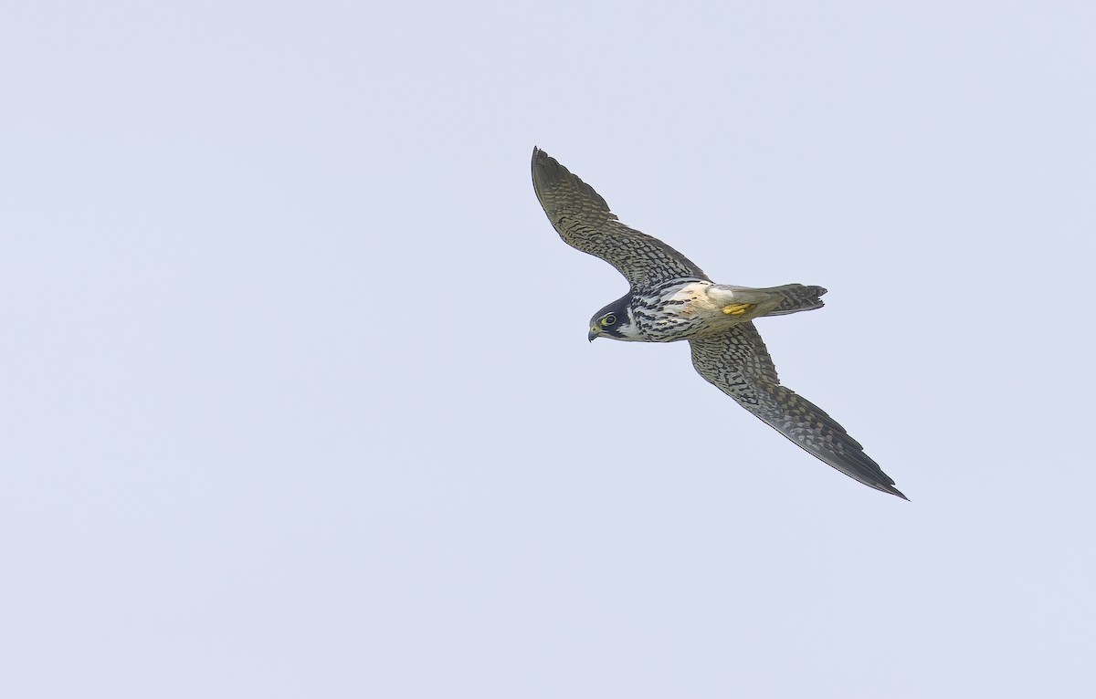 チゴハヤブサ - ML646735402