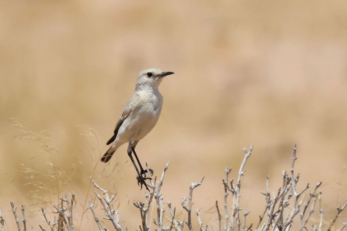 ダマリイワビタキ - ML646735403