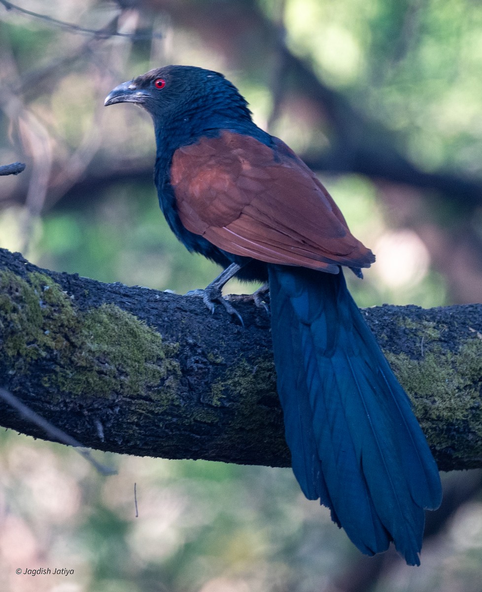 オオバンケン - ML646735404