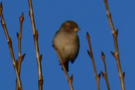 イエスズメ - ML646735405