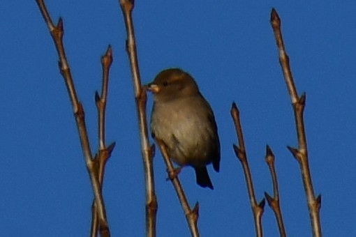 イエスズメ - ML646735406