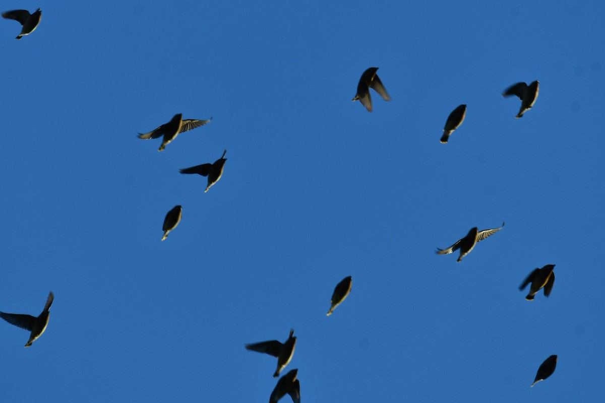 ヒメレンジャク - ML646735408