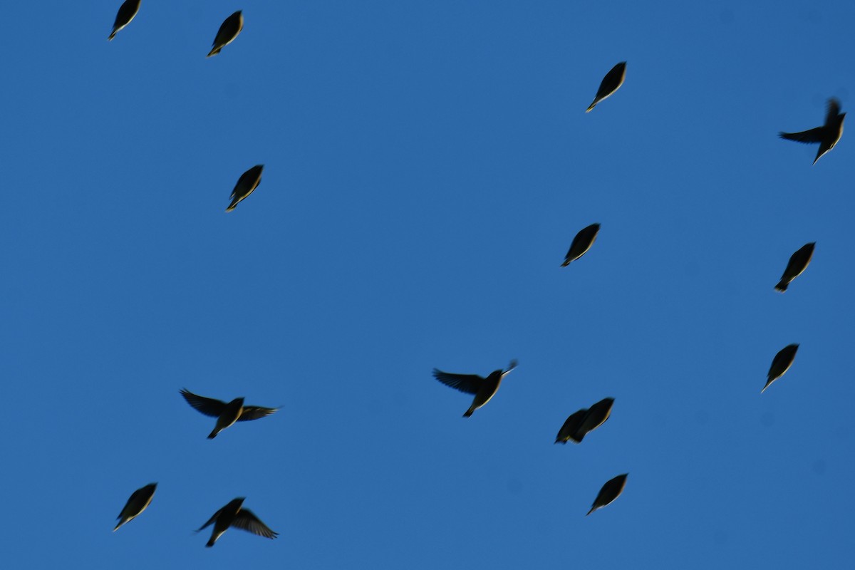 ヒメレンジャク - ML646735409