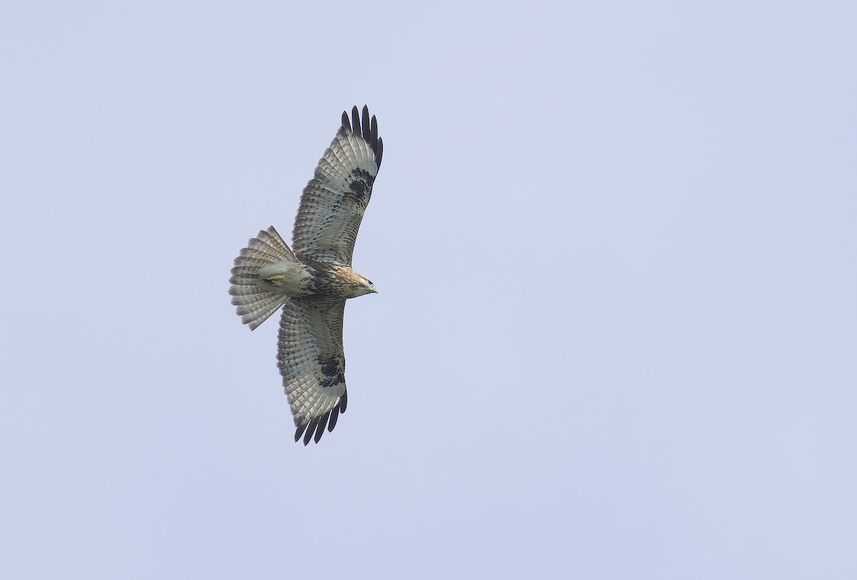 ノスリ - ML646735410