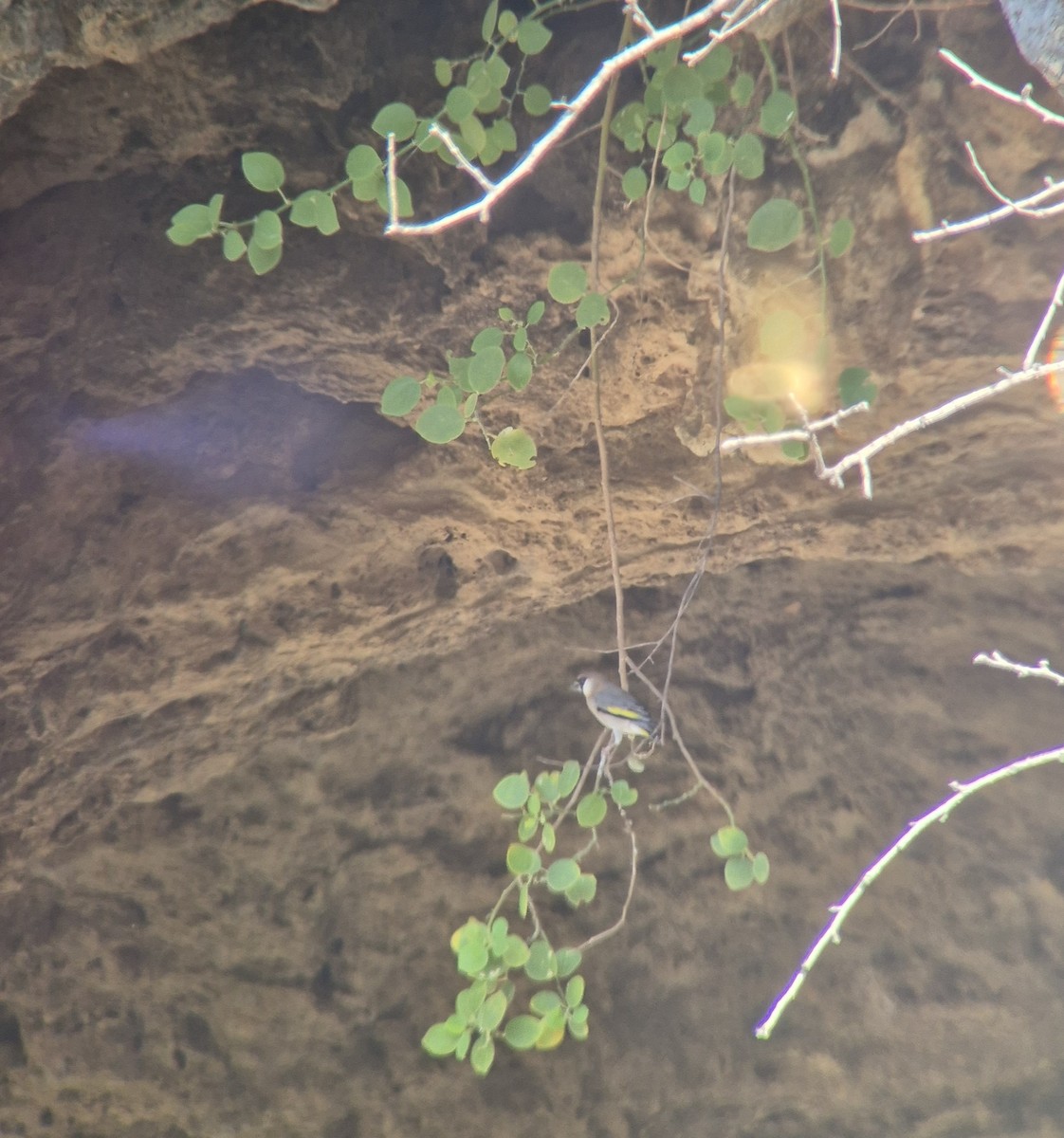 アラビアキンバネマシコ - ML646735411