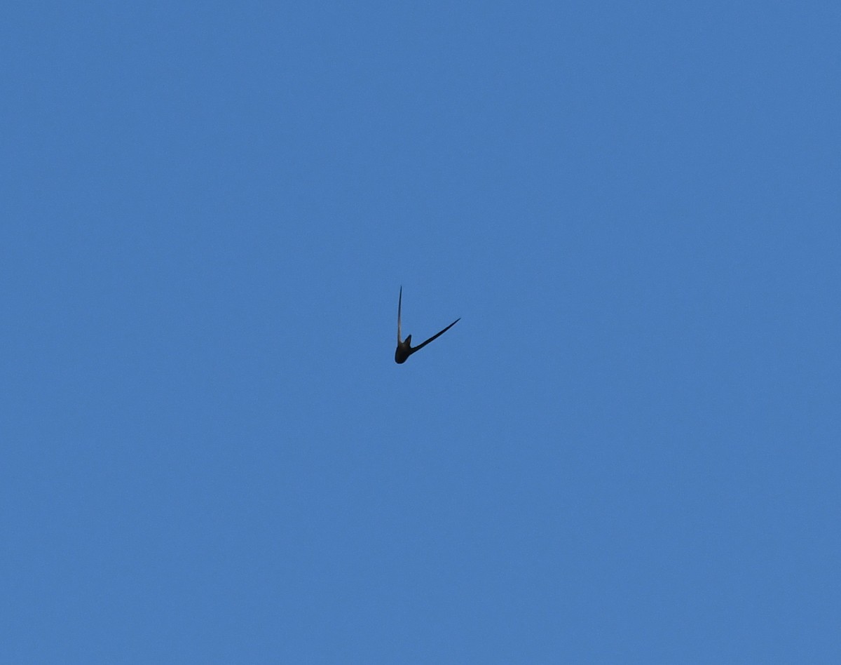 ヨーロッパアマツバメ - ML646735412