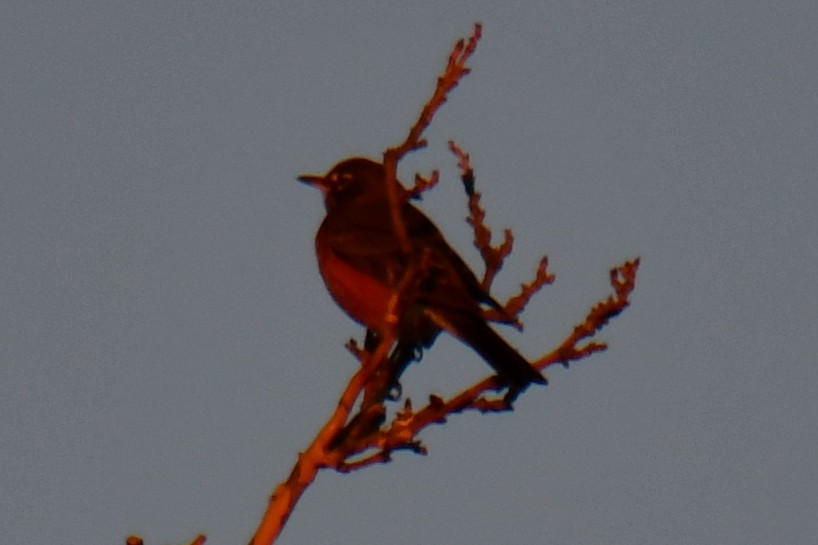 コマツグミ - ML646735413