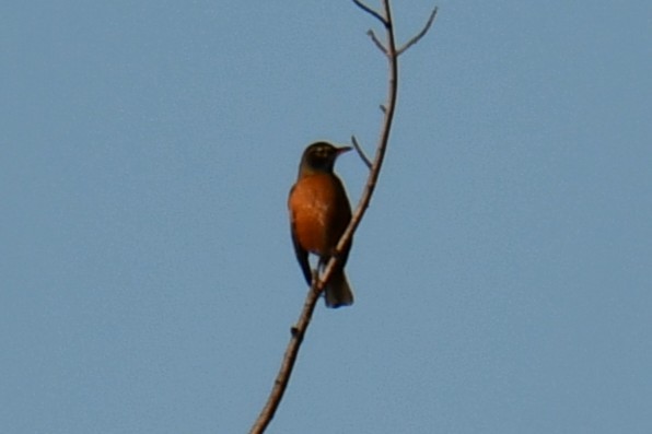 コマツグミ - ML646735416