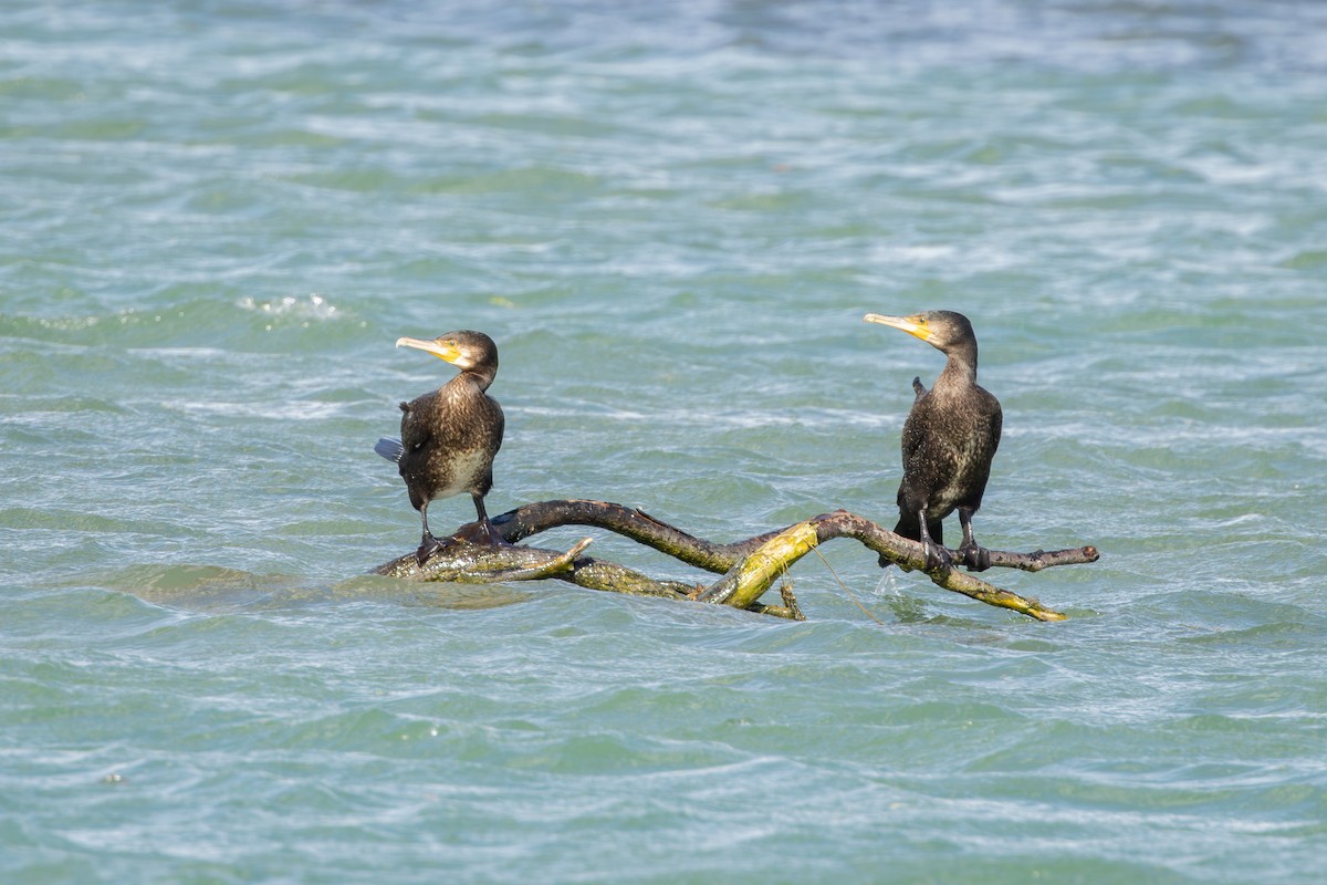 カワウ - ML646735418