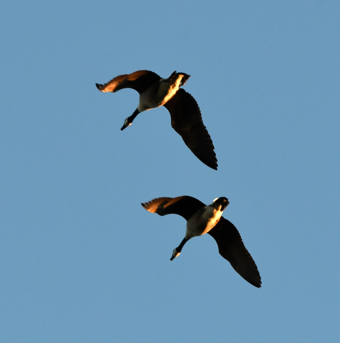 カナダガン - ML646735419