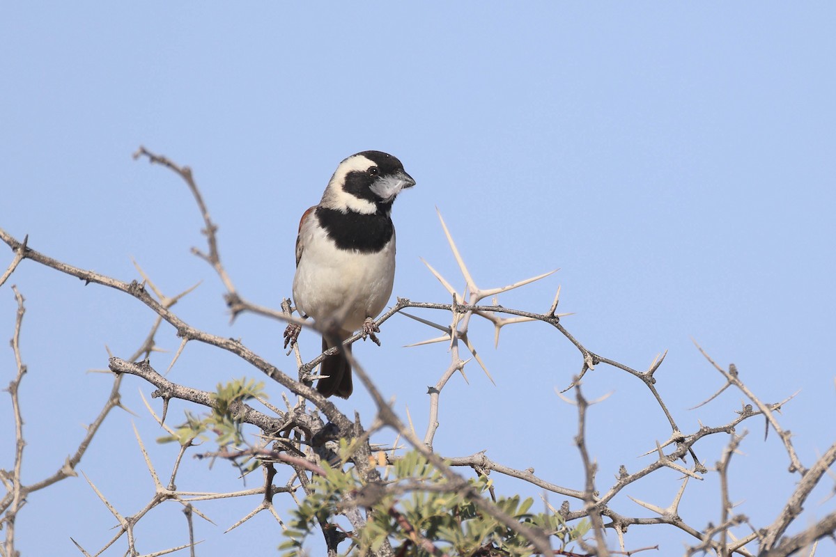 ホオグロスズメ - ML646735420