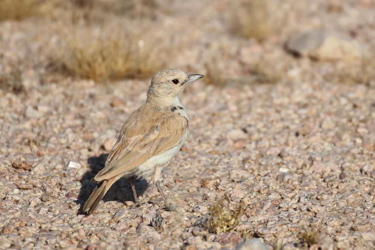 ムジスナヒバリ - ML646735422