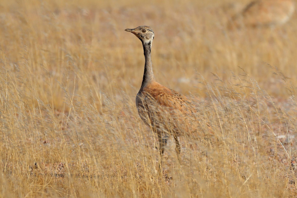 Sisón de Damaraland - ML646735424
