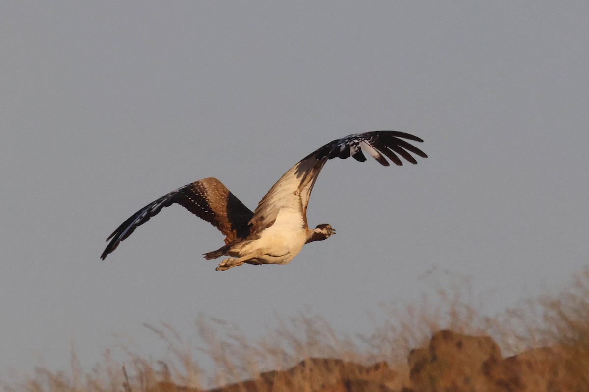 Avutarda de Namibia - ML646735425