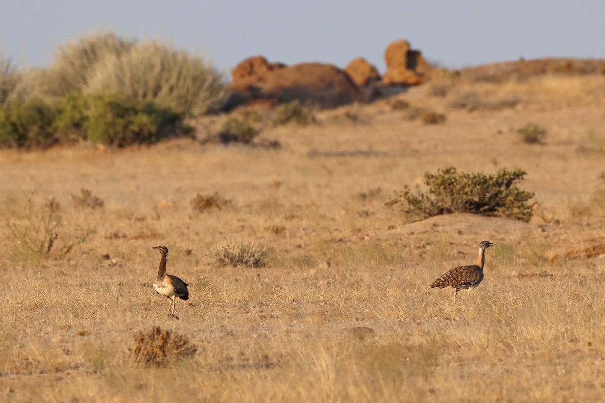 Avutarda de Namibia - ML646735426