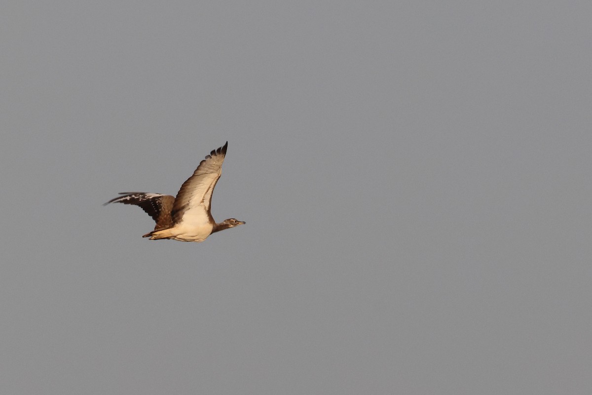 Avutarda de Namibia - ML646735427