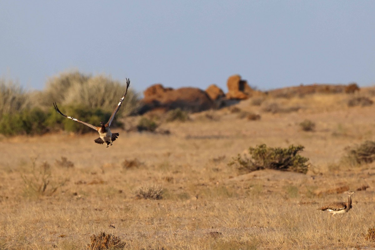 Avutarda de Namibia - ML646735430