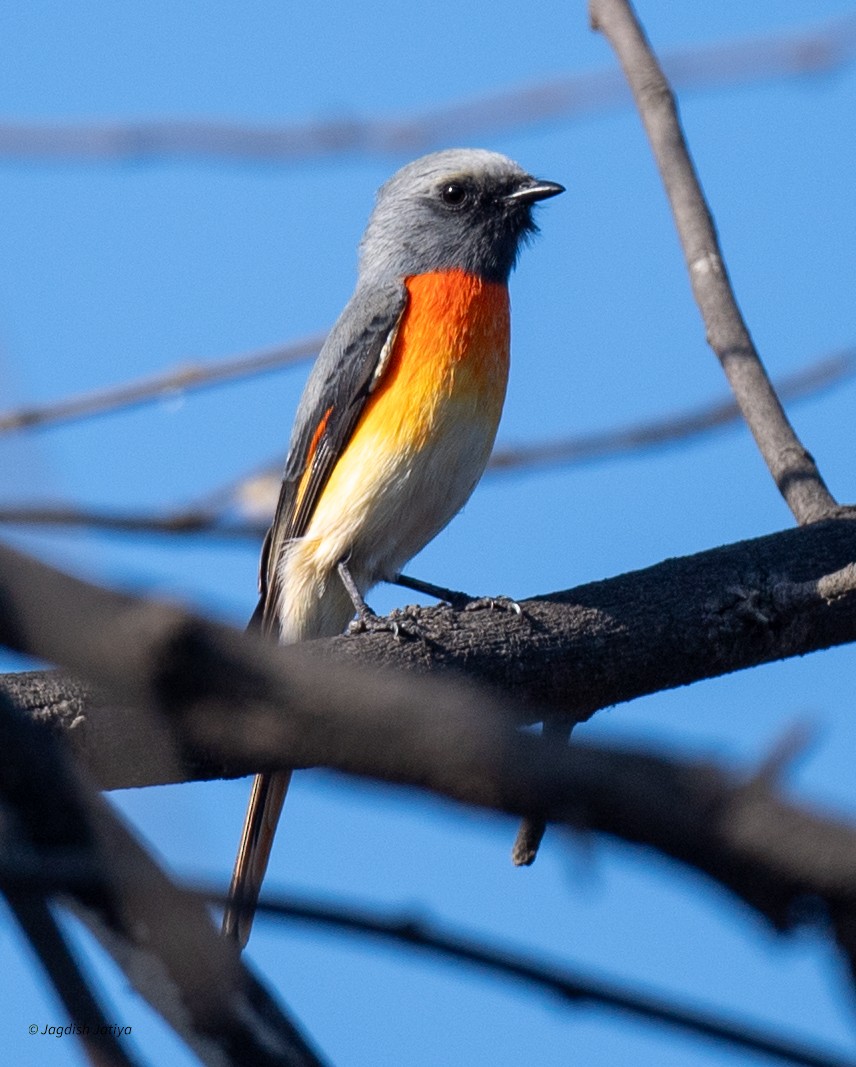 Zwergmennigvogel - ML646735431