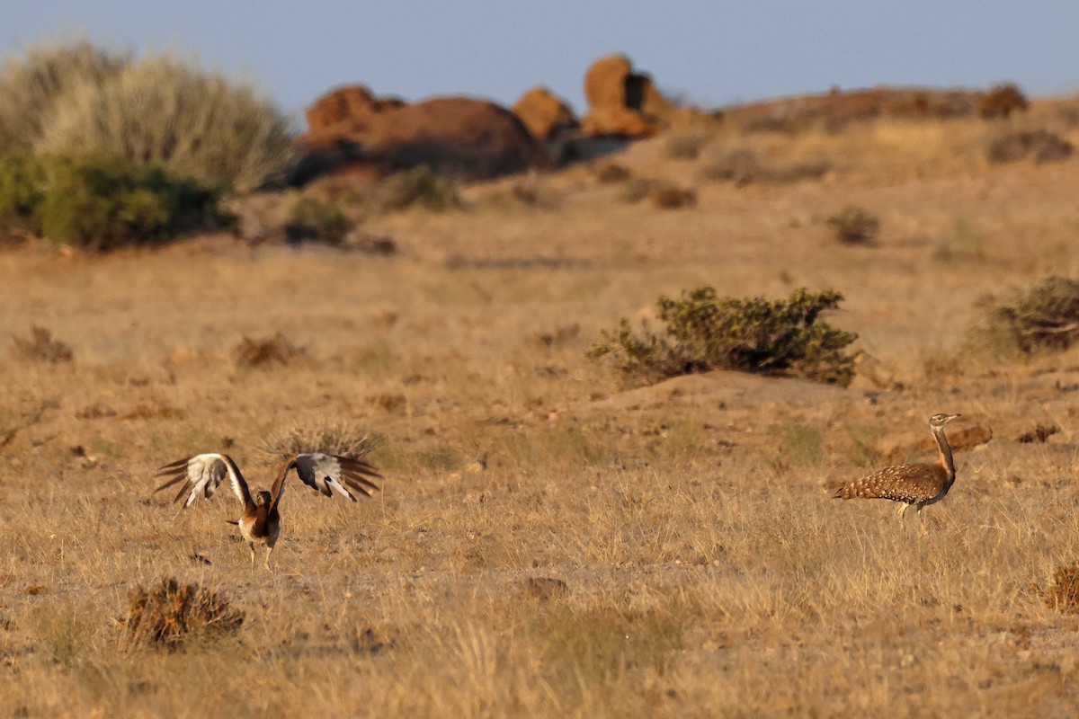 Avutarda de Namibia - ML646735432