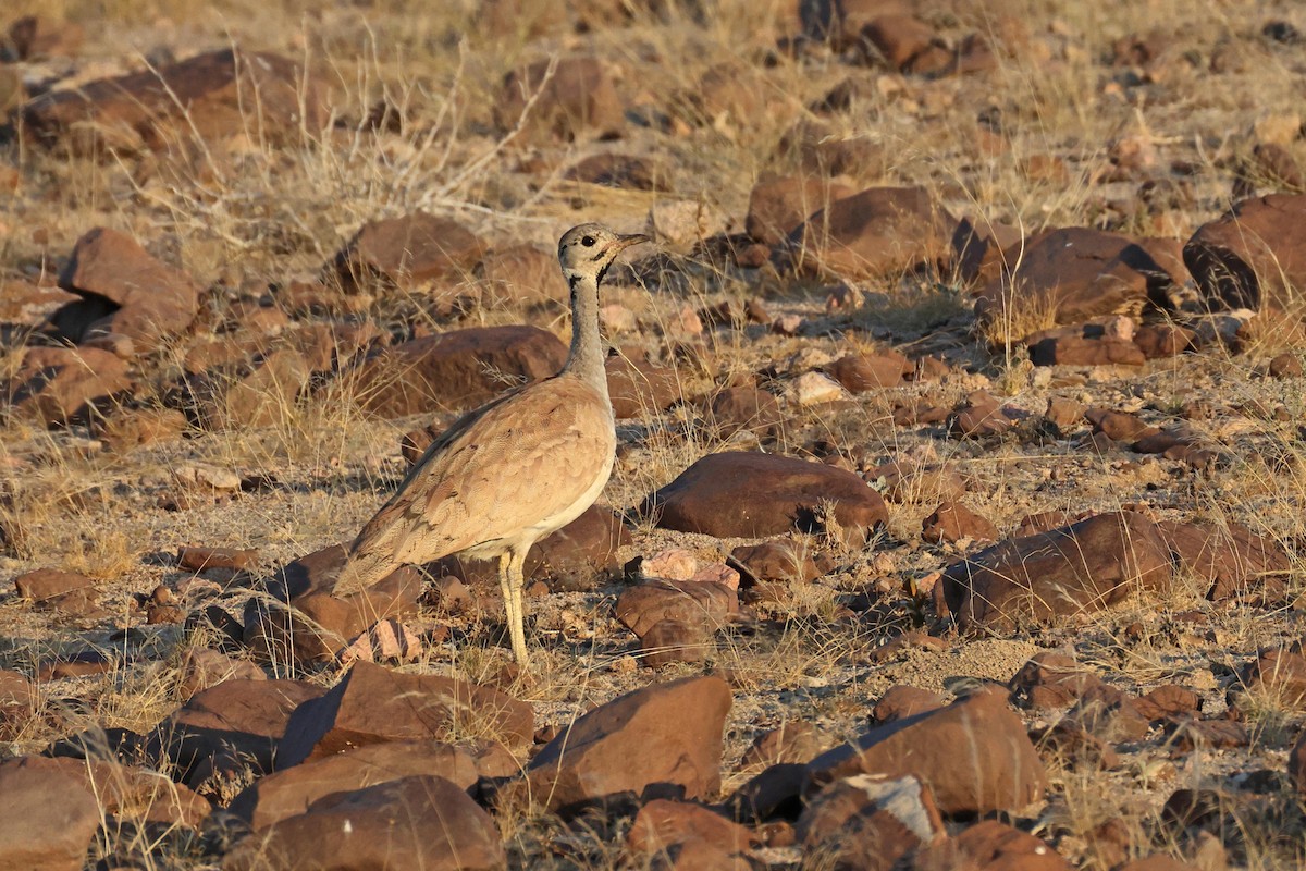 Sisón de Damaraland - ML646735434