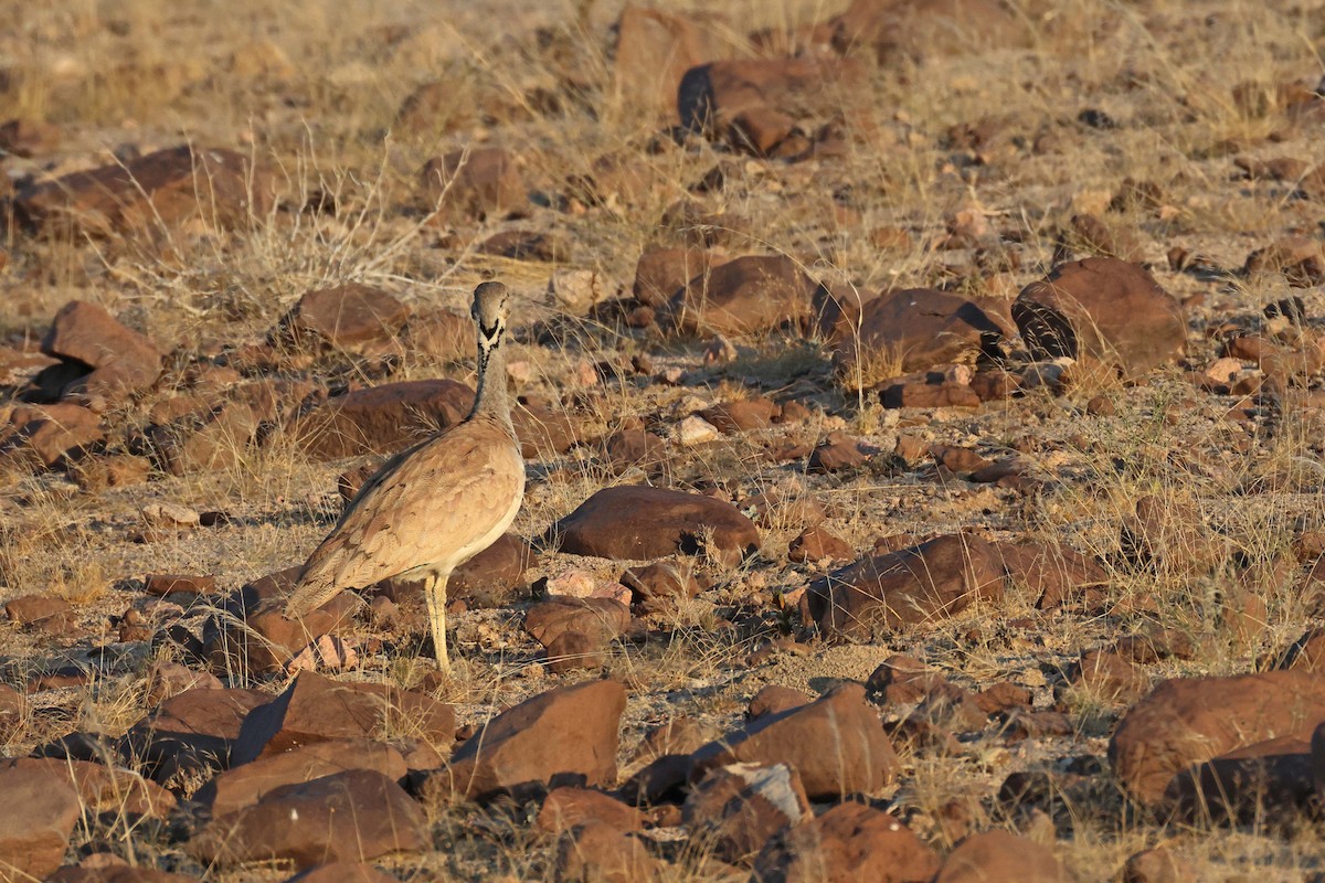 Sisón de Damaraland - ML646735435