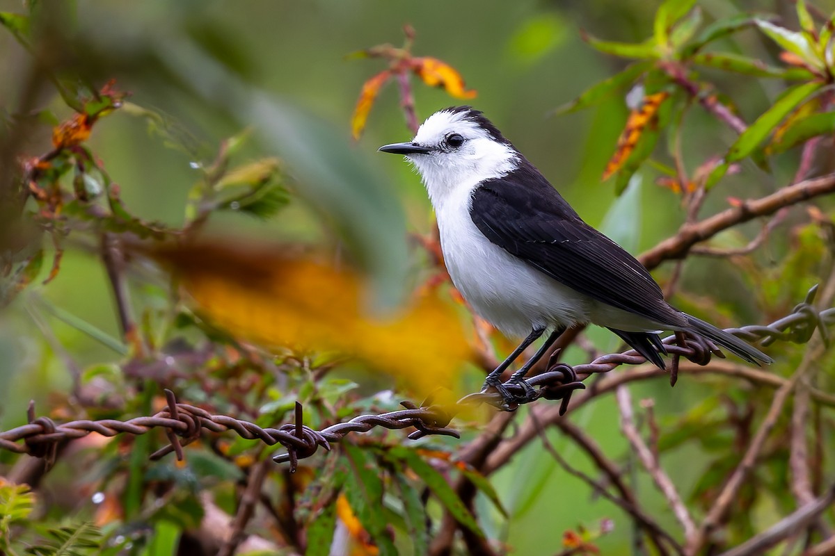 Black-backed Water-Tyrant - ML646735438