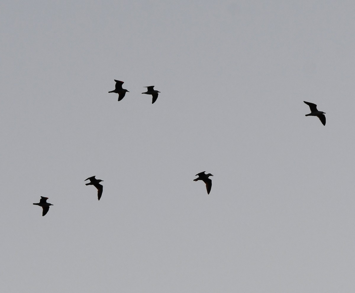 Lesser Black-backed Gull - ML646735439