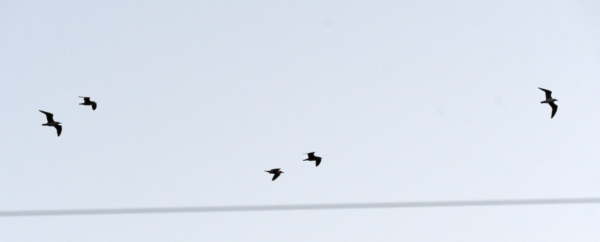 Lesser Black-backed Gull - ML646735440