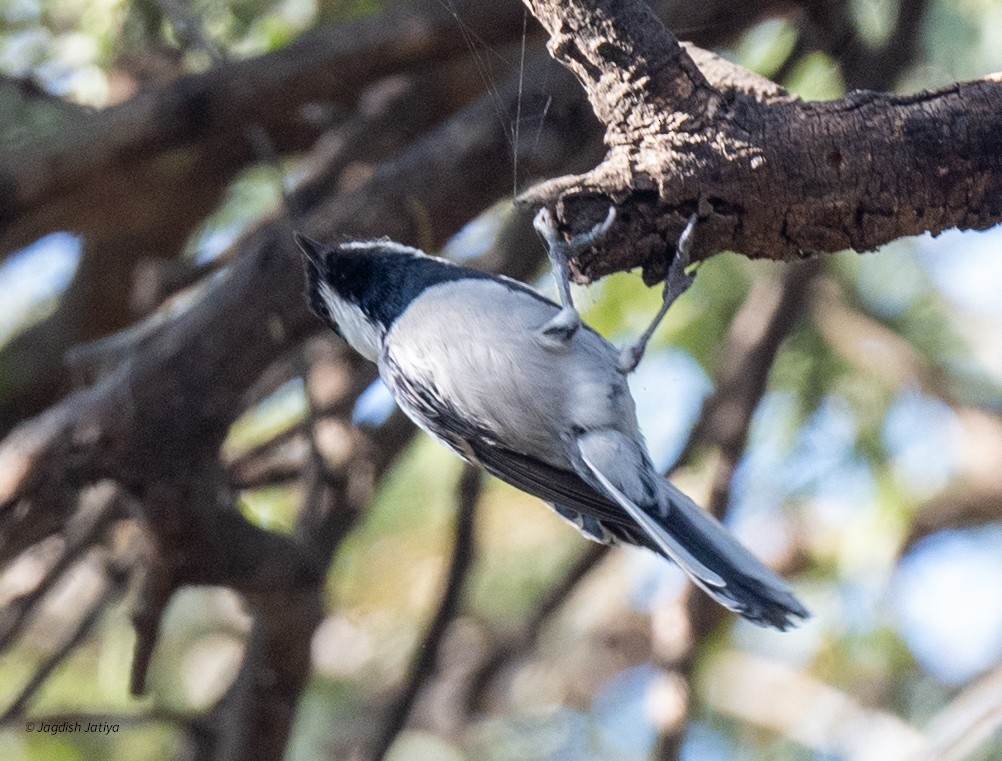 シジュウカラ（cinereus グループ） - ML646735441