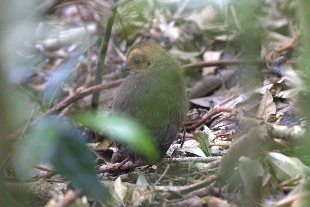 Australian Brushturkey - ML646735442