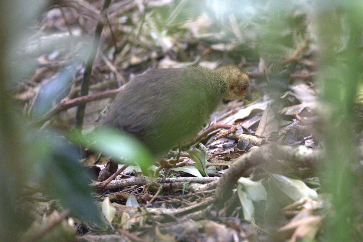 Australian Brushturkey - ML646735443