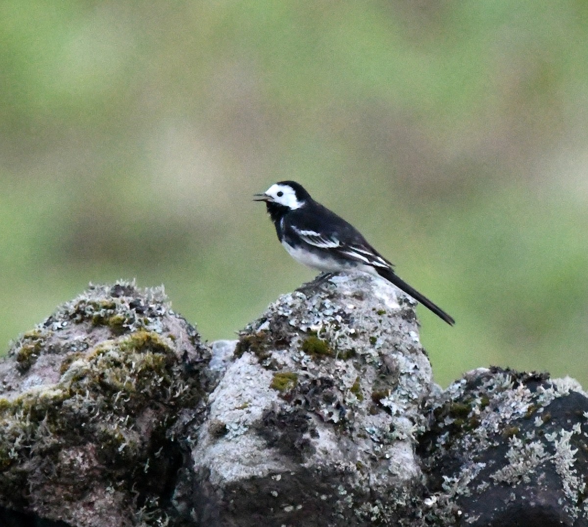 White Wagtail (British) - ML646735444