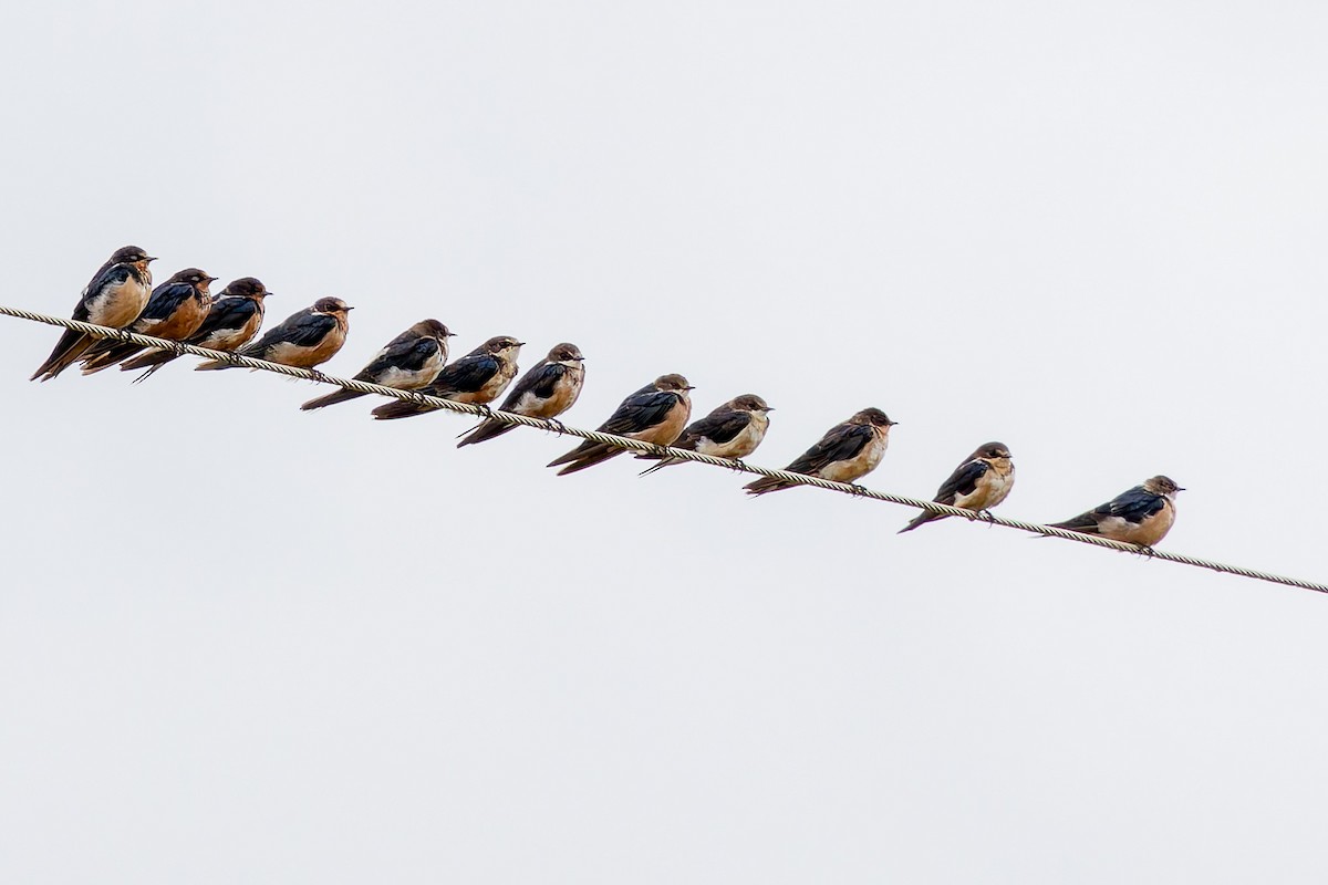 Enara arrunta - ML646735446