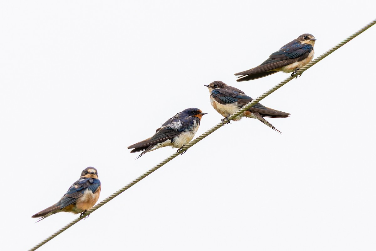 Enara arrunta - ML646735447