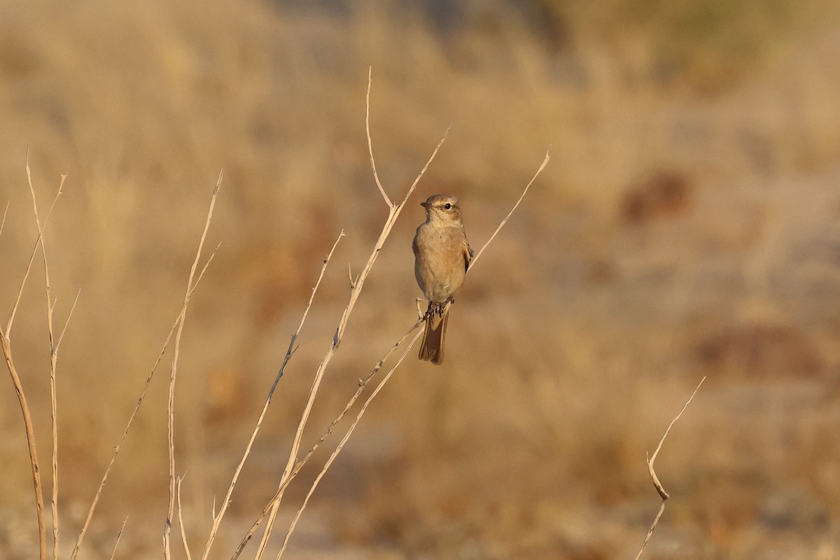 Papamoscas Tarabilla - ML646735451