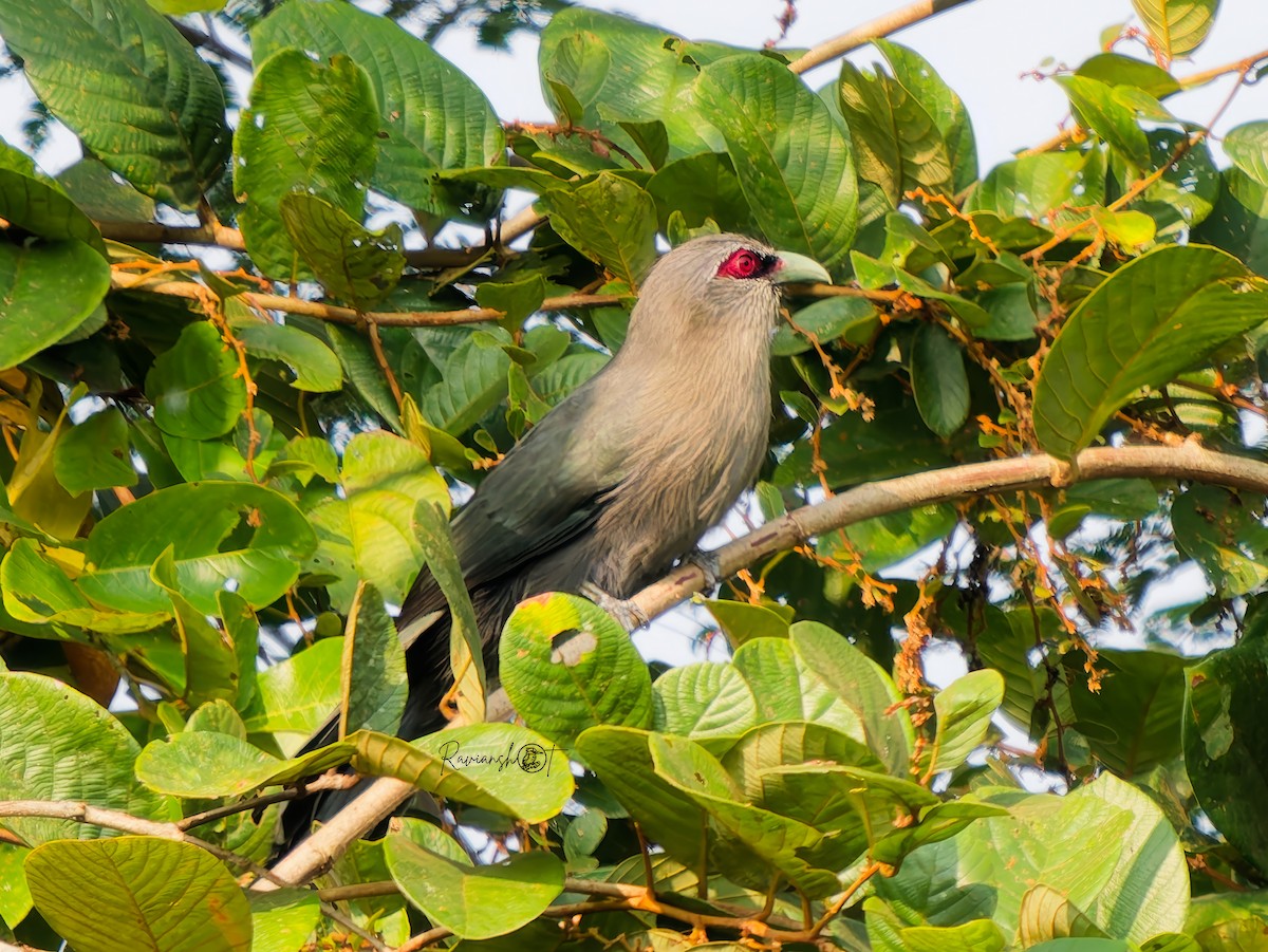 オニクロバンケンモドキ - ML646735452