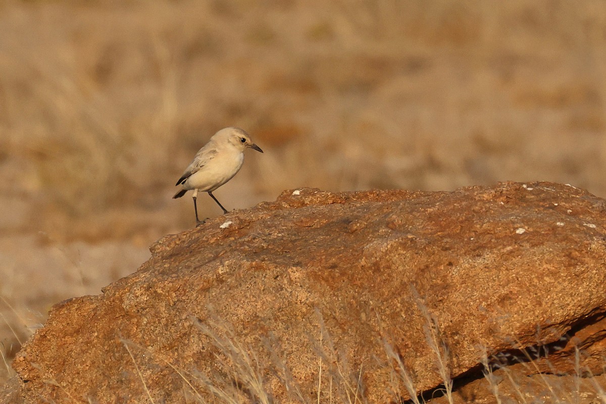 Colinegro Tractrac - ML646735459