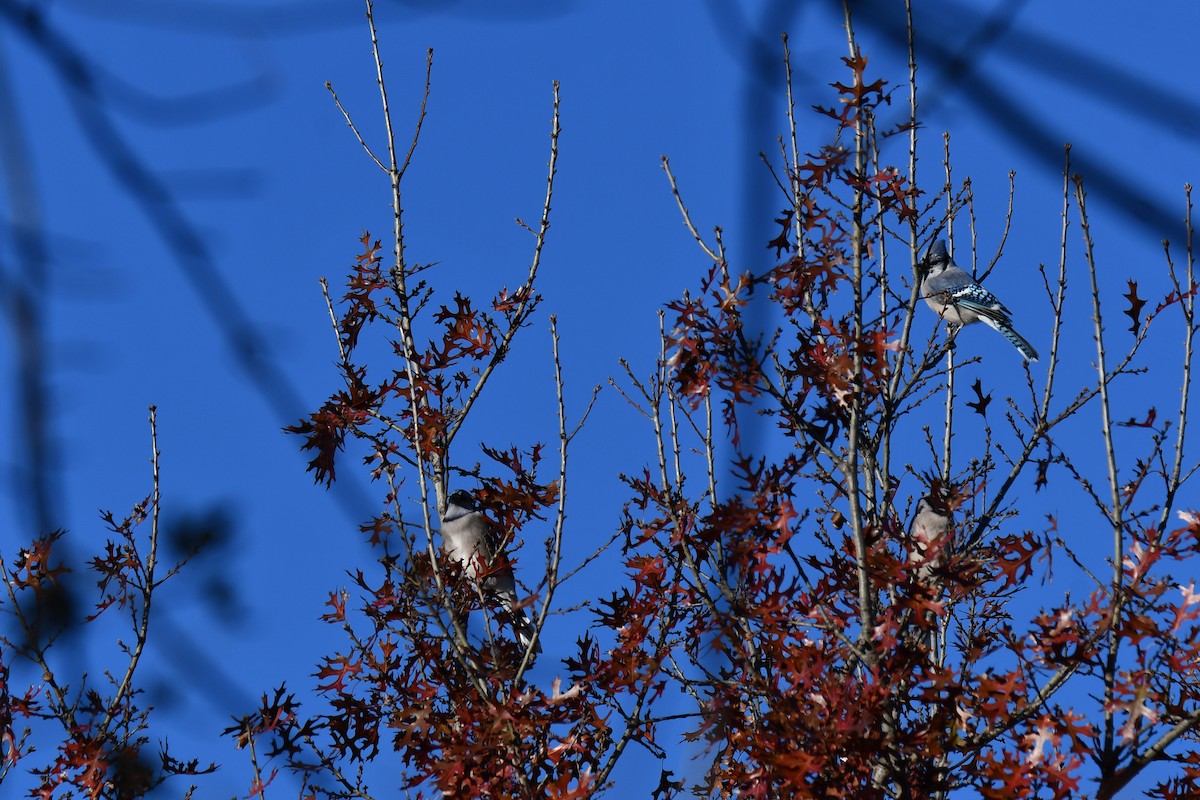 Blue Jay - ML646735462