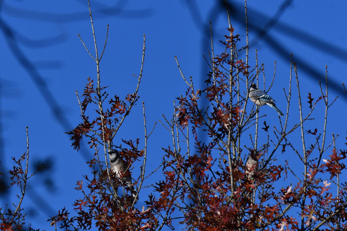 Blue Jay - ML646735463