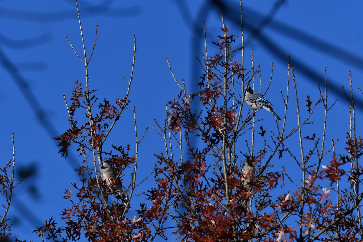 Blue Jay - ML646735464