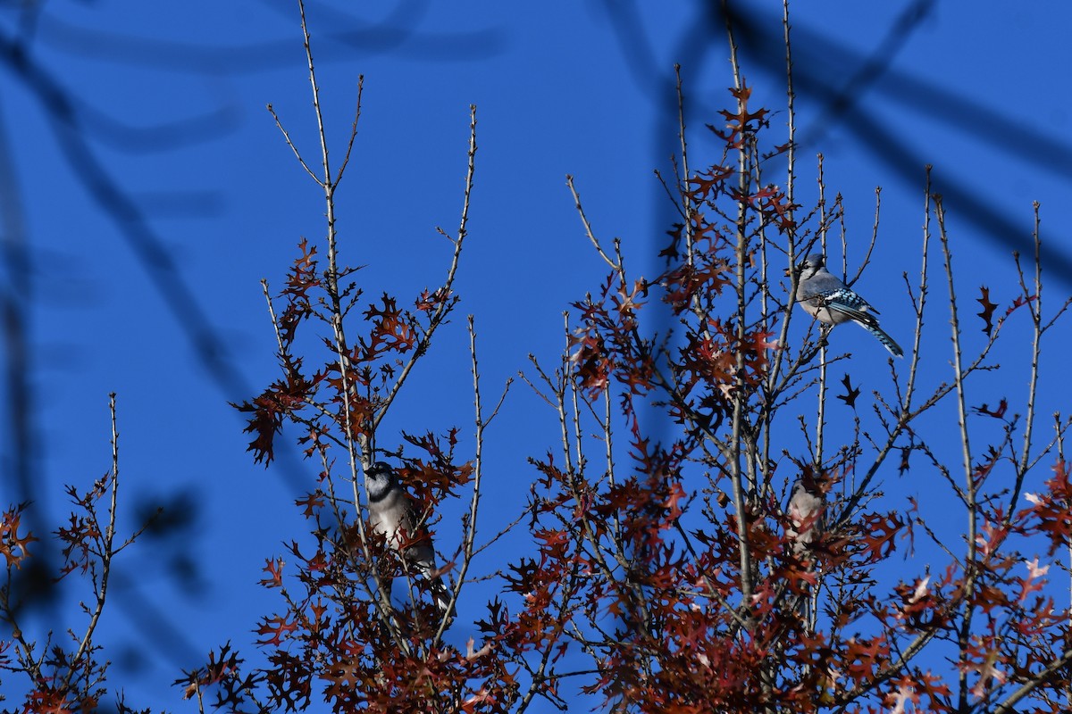 Blue Jay - ML646735465