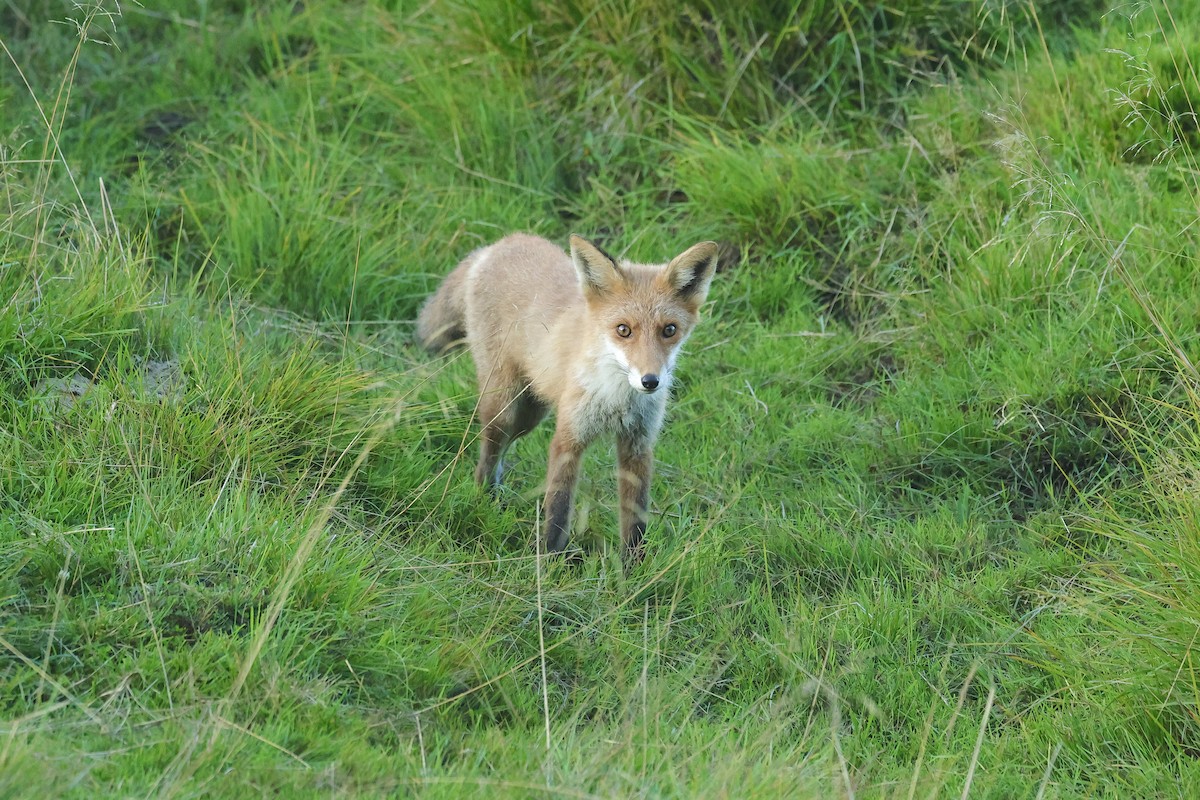 Scandinavian Red Fox - ML646735470