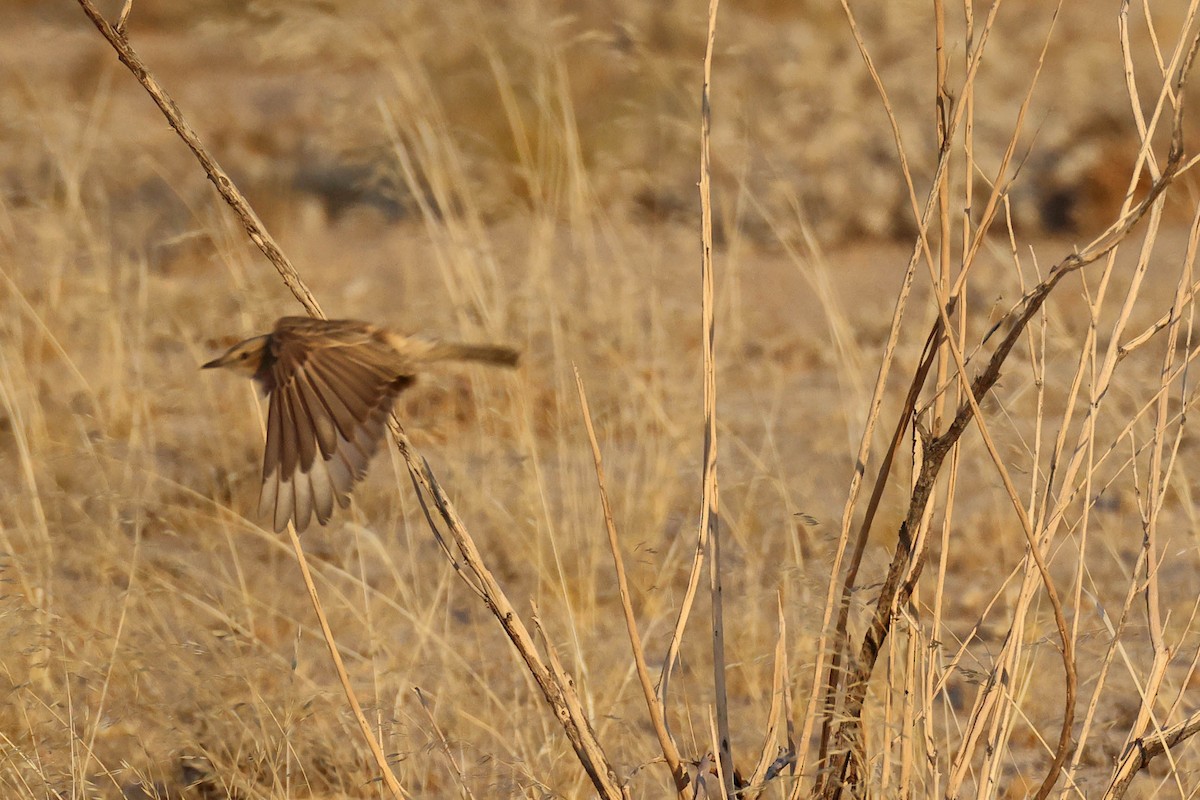 Papamoscas Tarabilla - ML646735471