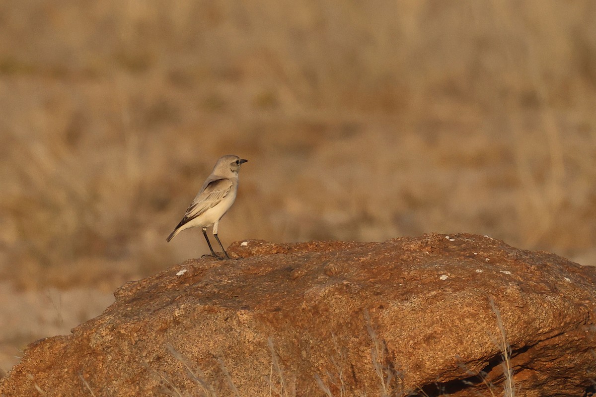 Colinegro Tractrac - ML646735472