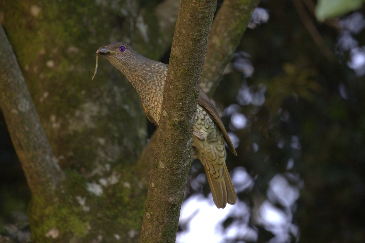 Satin Bowerbird - ML646735473
